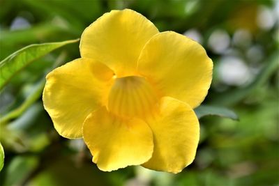 Close-up of yellow flowering plant