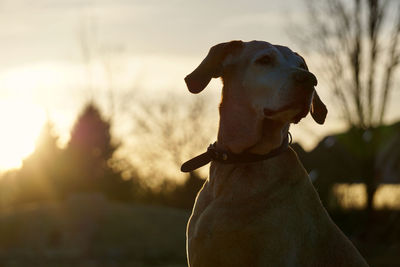 Hungarian vizsla in sunset