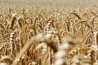 Close-up of wheat field