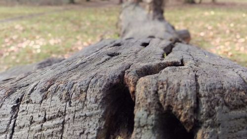 Close-up of tree trunk