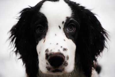 Close-up portrait of dog