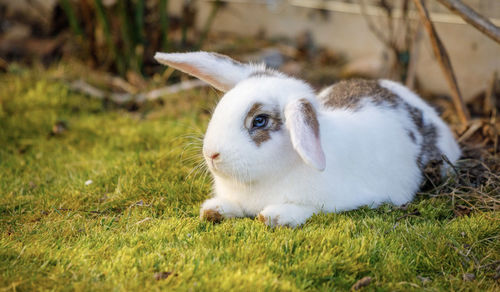 Close-up of a cat on field