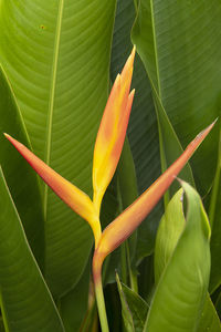 Close-up of green leaf on plant