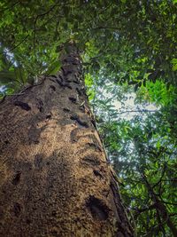 Low angle view of trees in forest