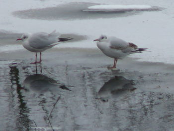 Birds in water