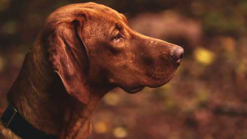 Close-up of a dog looking away