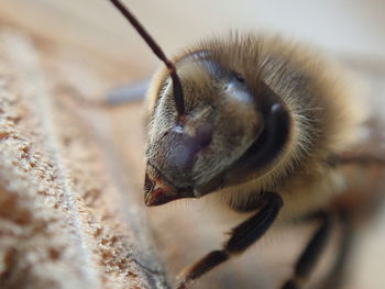 Macro of honey bee