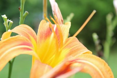 Close-up of day lily plant