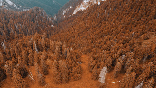 High angle view of trees in a desert