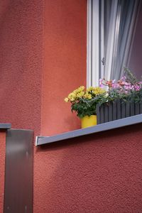 Close-up of potted plant in front of window