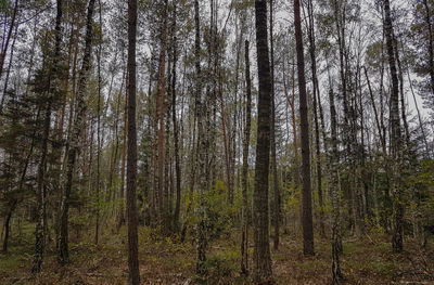 Pine trees in forest against sky