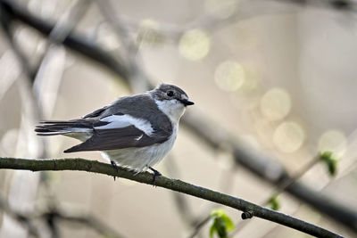 Close-up of bird perching on branch