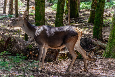 Deer in a forest