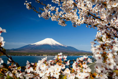 View of cherry blossom