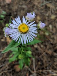 Close-up of purple flowering plant on field