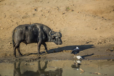 Horse drinking water in a lake