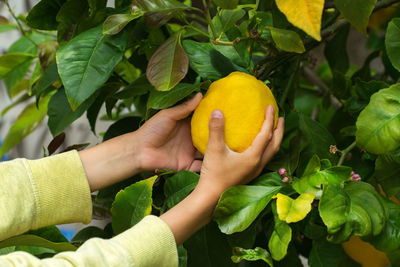 Cropped hand holding fruit