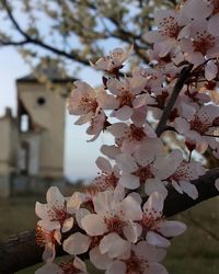 Close-up of white cherry blossom tree