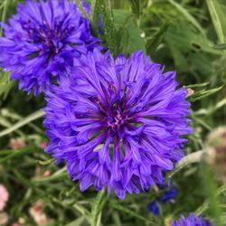 Close-up of purple flowering plant on field