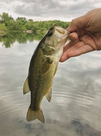 Cropped image of hand holding fish on water