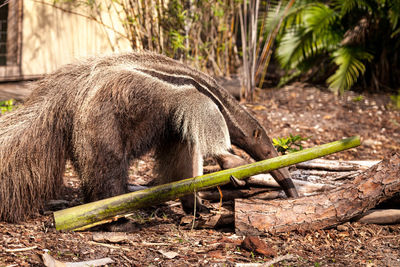 Giant anteater myrmecophaga tridactyla forages under logs and moves bamboo out of the way 