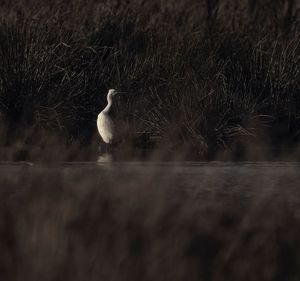 View of swan swimming in lake