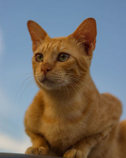 Close-up of a cat looking away