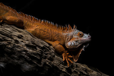 Close-up of a lizard on rock