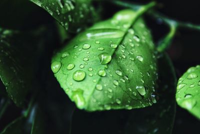 Close-up of raindrops on leaves