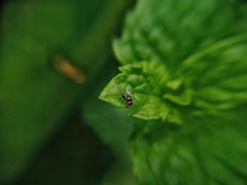 Close-up of insect on leaf