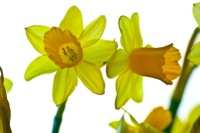 Close-up of yellow flowers