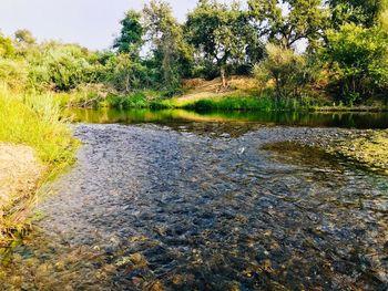 Scenic view of river amidst trees in forest