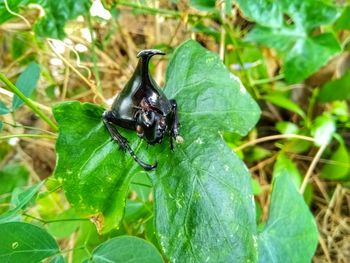 Close-up of fly on leaf