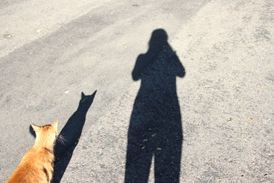 High angle view of dog on shadow of person