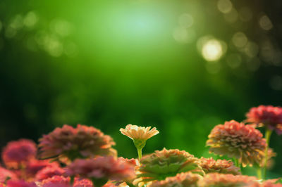 Close-up of flowers blooming outdoors