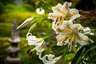 Close-up of flowers blooming outdoors