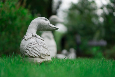 Close-up of swan on grass