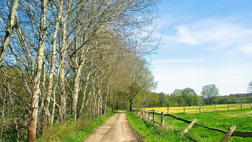 View of trees on field