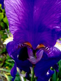 Close-up of purple flowers