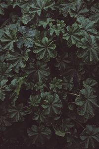 High angle view of plants