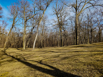 Trees against clear sky