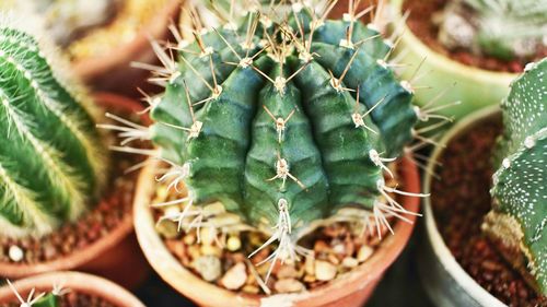 Close-up of succulent plant