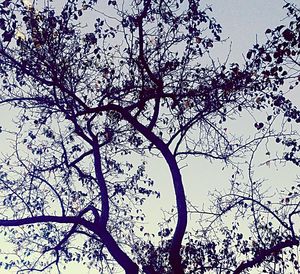 Low angle view of tree against sky