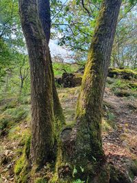 Trees in forest