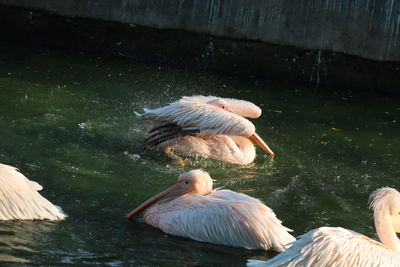 High angle view of pelican swimming in lake