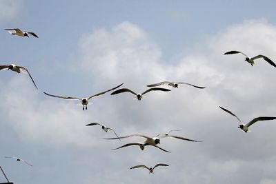 Low angle view of black-headed gulls flying in cloudy sky