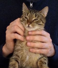 Close-up of hand holding cat against black background