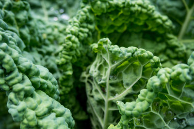 Full frame shot of vegetables