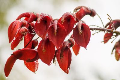 Close-up of red berries on plant