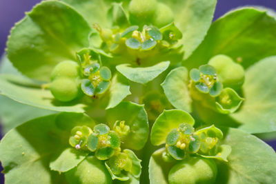 Full frame shot of fresh green plant